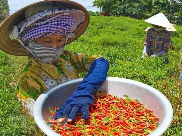  Kiểm soát chất lượng tại vùng nguyên liệu và thu hoạch